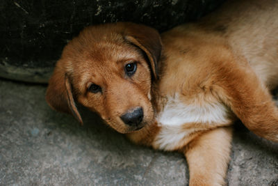 Close-up portrait of dog lying down