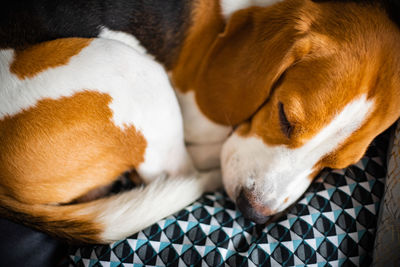 Close-up of a dog sleeping on bed