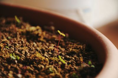 Close-up of small plant growing in mud