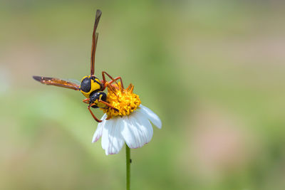 Close-up of insect on flower