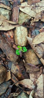 High angle view of dry leaves on field