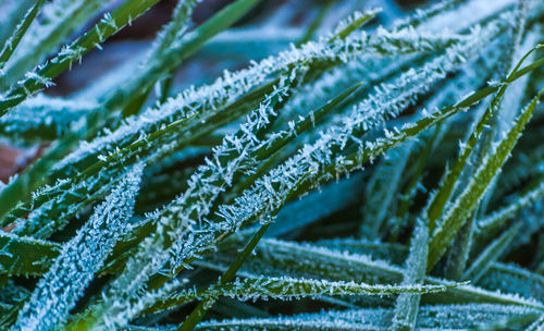 Close-up of wet spider web on plant