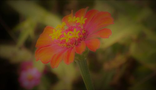 Close-up of pink flower blooming outdoors