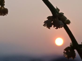 Low angle view of silhouette plants against sky during sunset