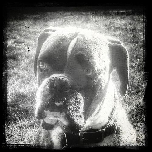 transfer print, domestic animals, animal themes, one animal, auto post production filter, mammal, dog, pets, close-up, portrait, animal head, field, looking at camera, animal body part, grass, front view, day, outdoors, no people, horse