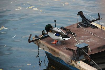 High angle view of ducks swimming on lake