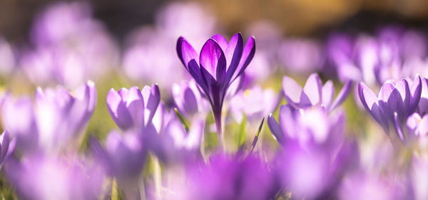 Close-up of purple crocus flowers