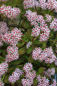 Close-up of pink flowering plants