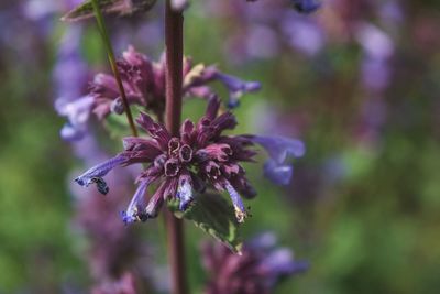 Close-up of purple flowers blooming outdoors