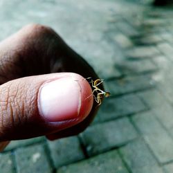 Close-up of insect on hand