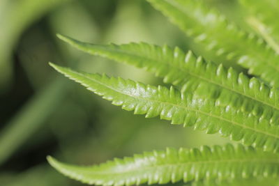 Close-up of fern leaves