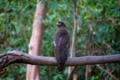 Bird perching on a fence