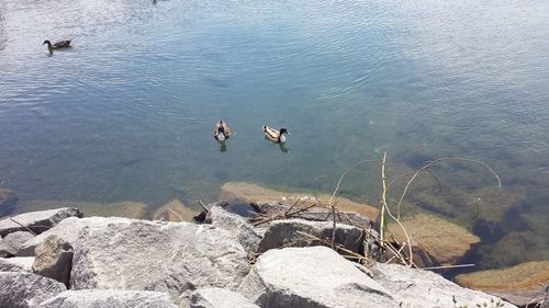 High angle view of ducks swimming on lake