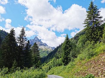 Scenic view of pine trees against sky