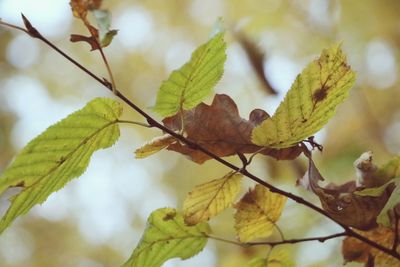 Close-up of leaves on tree during autumn