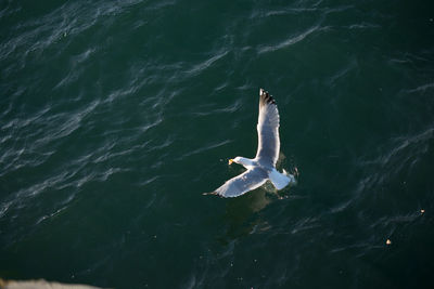 High angle view of seagull swimming in sea