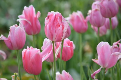 Close-up of pink flower