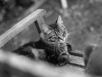 High angle view of cat resting