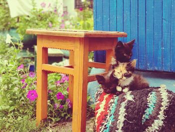 Cat sitting on wooden wall