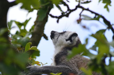 Low angle view of cat sitting on tree