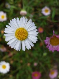 Close-up of white flowers blooming outdoors