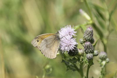 Close-up of butterfly pollinating on purple flower