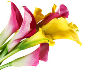 Close-up of pink rose against white background