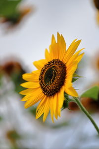 Close-up of sunflower