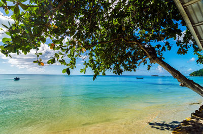 View of trees on beach