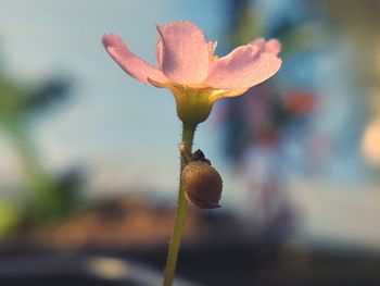 Close-up of flower against blurred background