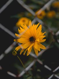 Close-up of yellow daisy blooming outdoors