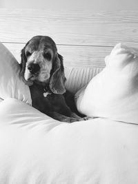 Dog resting on bed at home