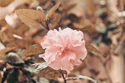 Close-up of pink flower