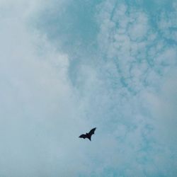 Low angle view of bird flying in sky