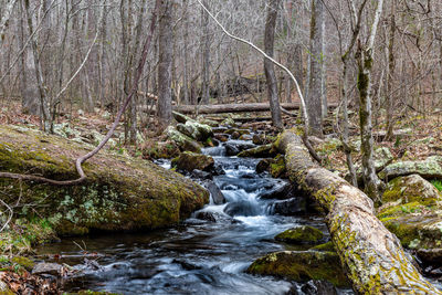 Scenic view of waterfall in forest