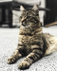 Close-up of a cat resting