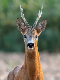 Close-up portrait of deer