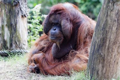 Monkey sitting in a zoo