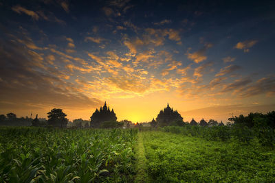 Scenic view of field against sky at sunset