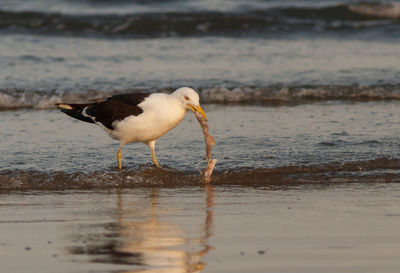 Close-up of bird on beach