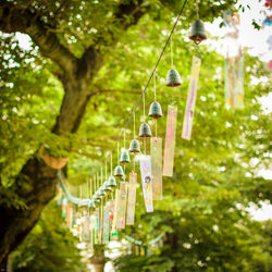 Low angle view of trees