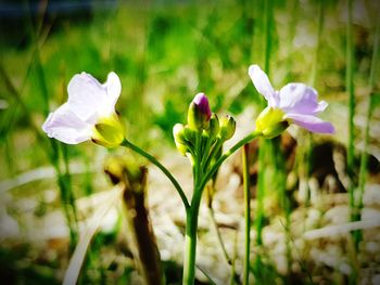 Close-up of crocus blooming on field