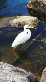 Close-up of swan perching on rock by lake