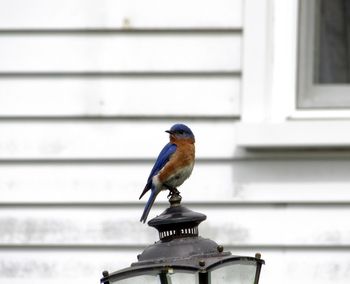 Bird perching on a window