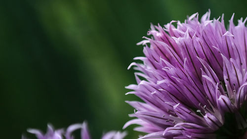 Close-up of pink flower blooming outdoors