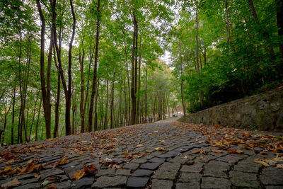 Surface level of road amidst trees in forest