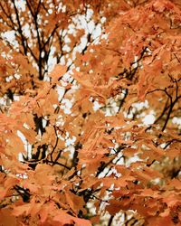 Close-up of maple leaves on tree