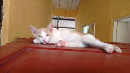 Portrait of white cat lying on broken door at abandoned home