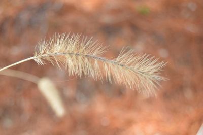 Close-up of plant