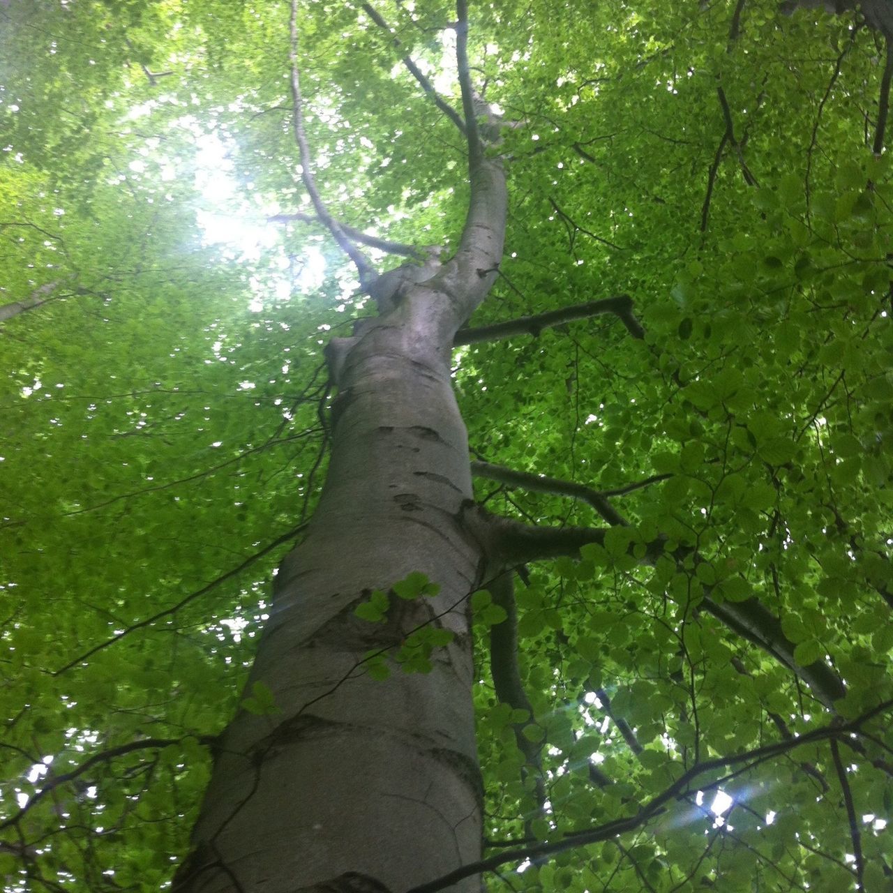 tree, low angle view, branch, tree trunk, growth, green color, forest, nature, tranquility, beauty in nature, leaf, lush foliage, day, outdoors, no people, green, tall - high, sunlight, woodland, scenics